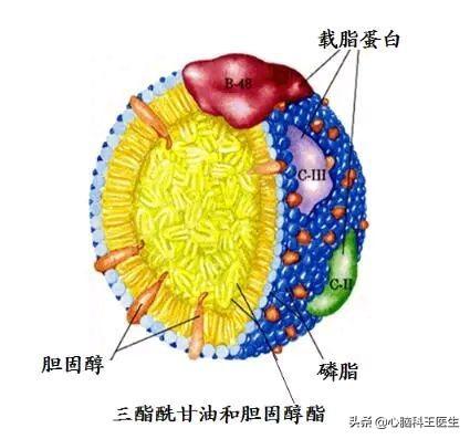 载脂蛋白b偏高(载脂蛋白b偏高是什么原因)