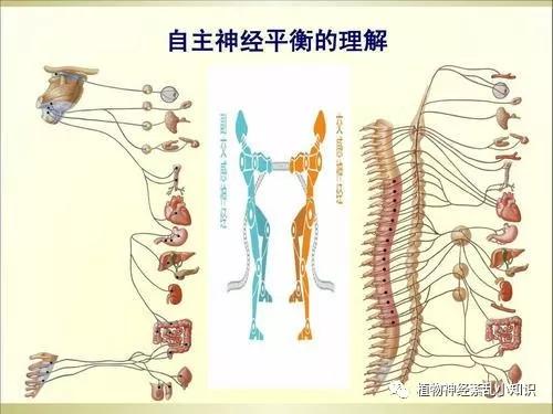 植物神经失调(植物神经失调吃什么药好得快)