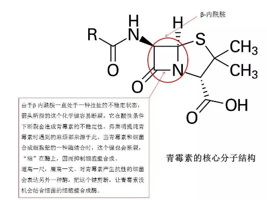 青霉素V具有酸碱两性吗(青霉素是弱酸还是弱碱)