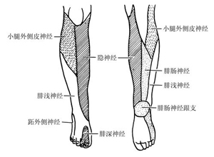 下肢神经(下肢神经解剖图)