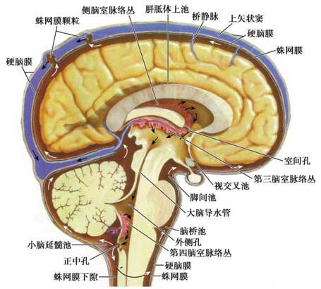 脑脊液循环(脑脊液循环途径示意图)