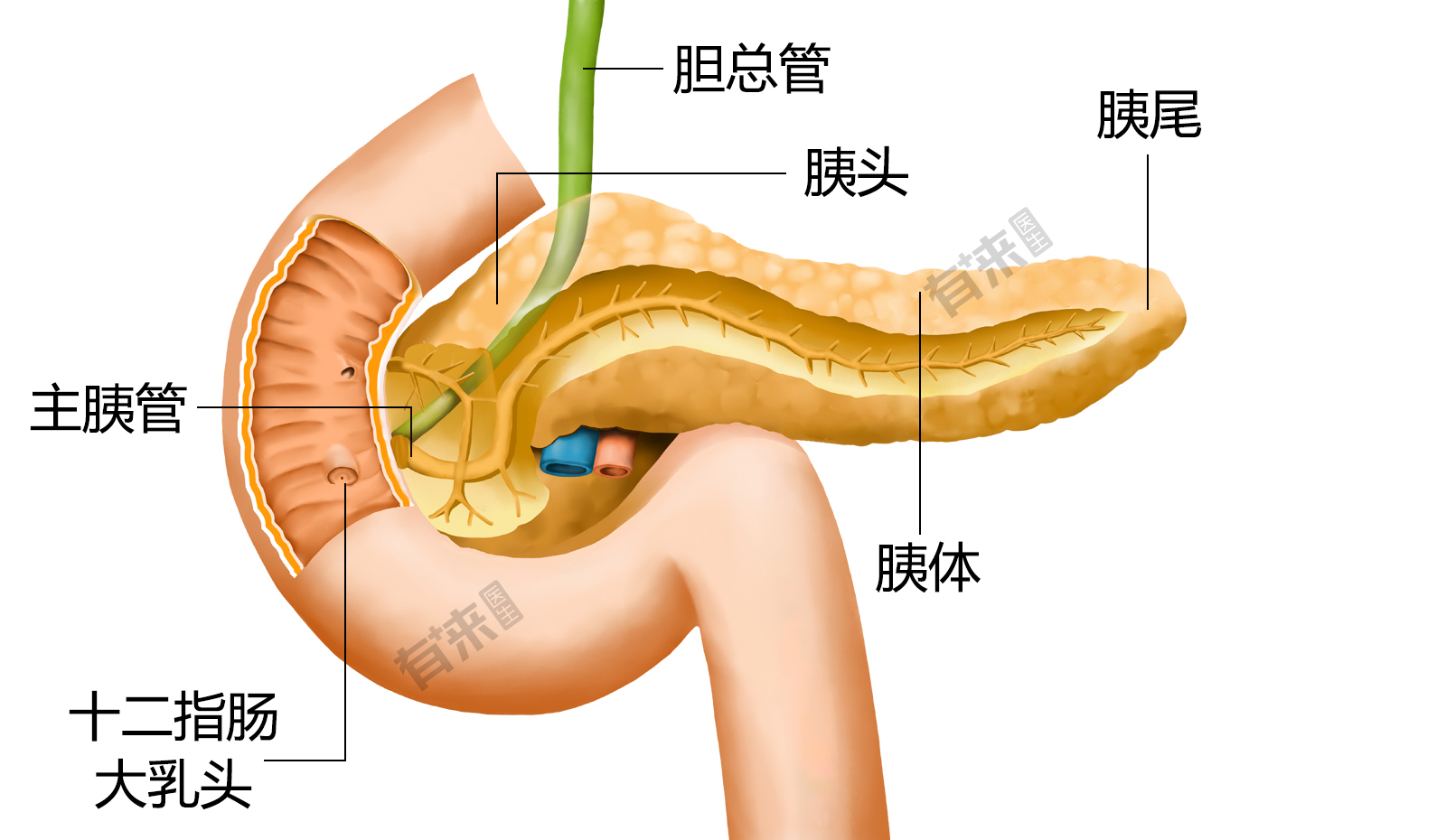 胰腺在身体的哪个部位(胰腺在身体的哪个部位呢)