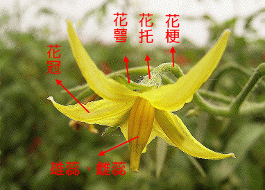 两性花子房结构(百合子房结构图)