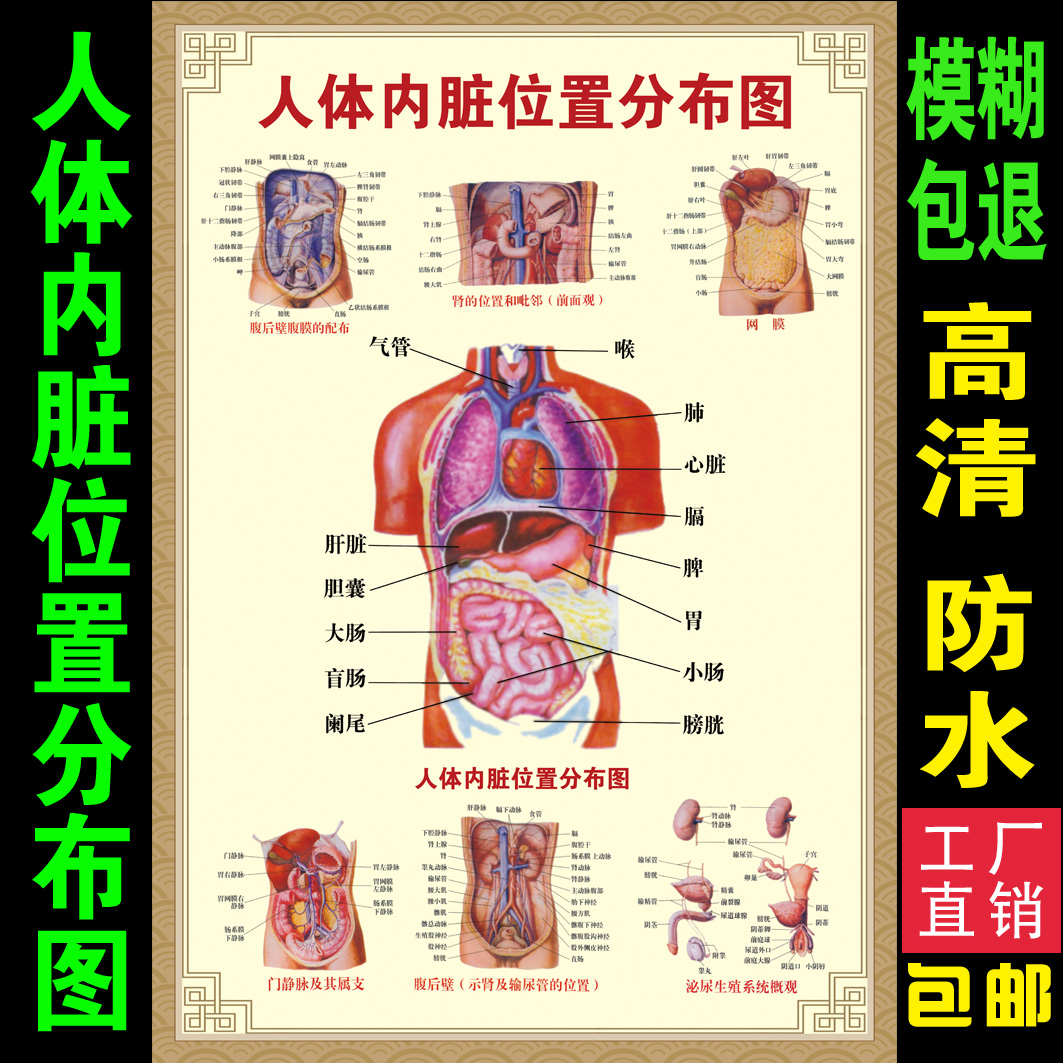 人体内脏器官分布图女(人体内脏分布图的部位详细介绍)