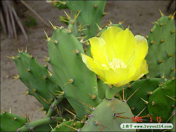 仙人掌的花是两性花吗(仙人掌的花是两性花吗图片)