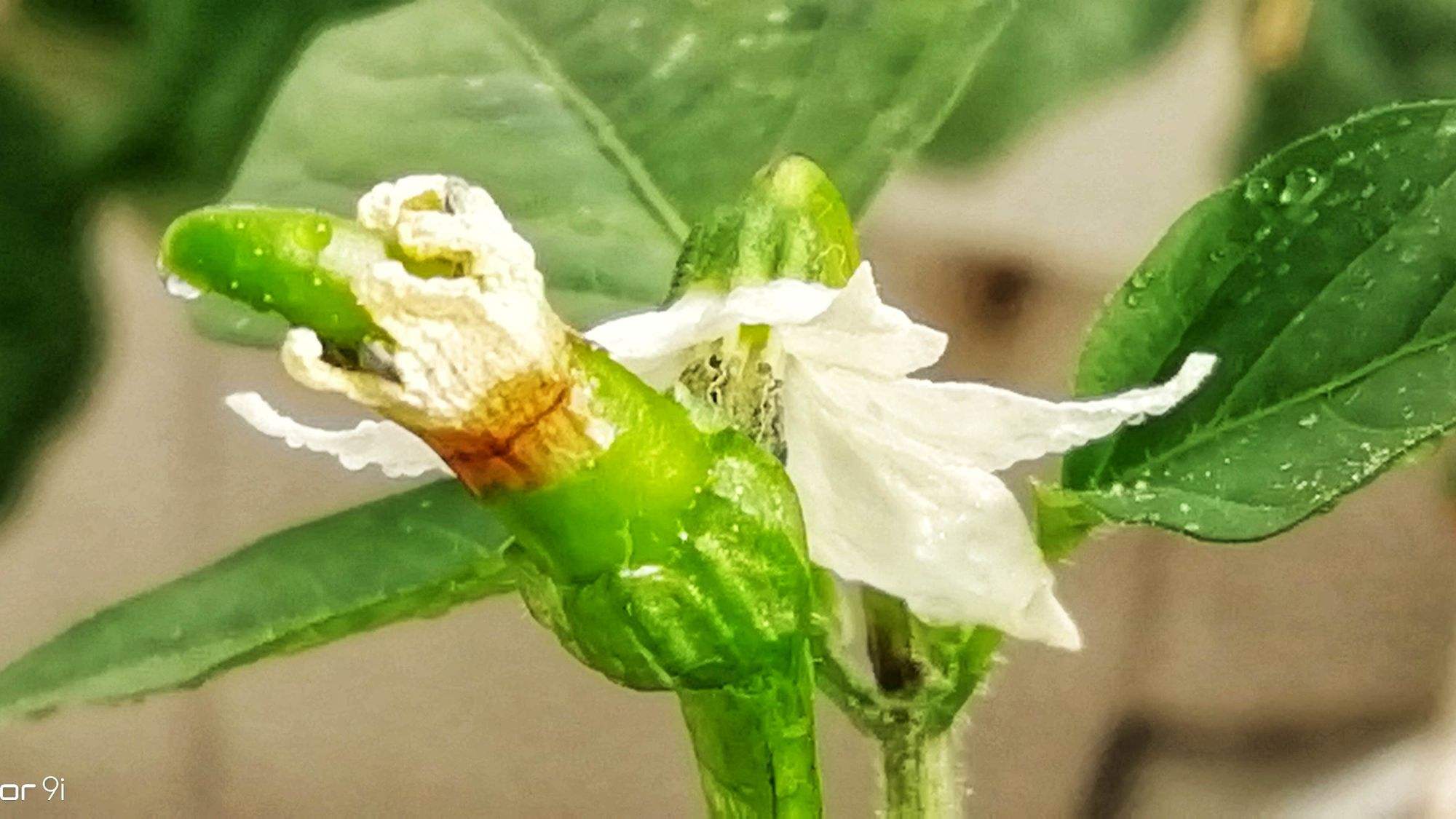 花的方程式中两性花(花分为两性花和什么花)