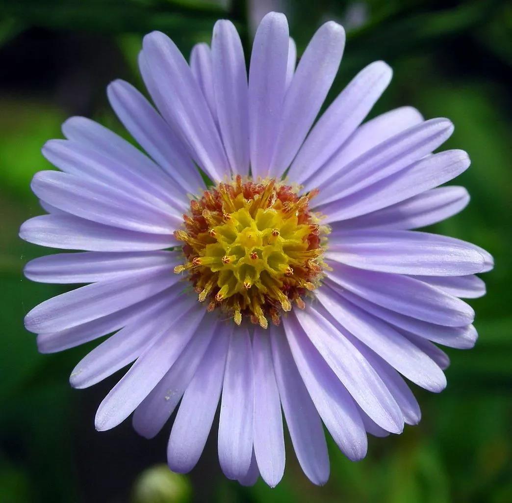 属于两性花的花是(属于两性花的花是哪种)