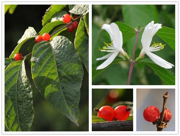 忍冬科植物是两性花吗(忍冬科植物是两性花吗为什么)