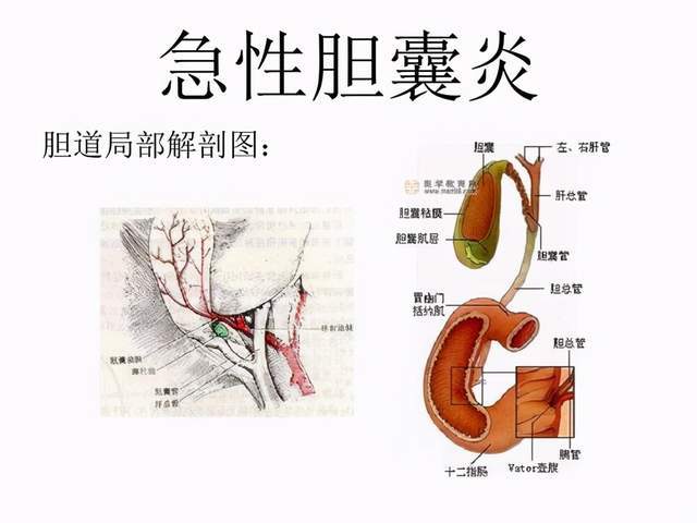 胆囊炎疼痛位置图(慢性胆囊炎疼痛位置图)