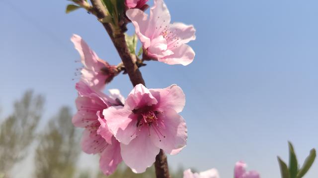 桃花运的幽默句子(祝福桃花运的幽默句子)