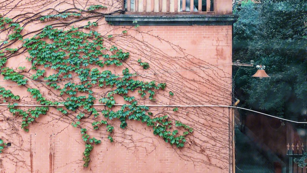 爬山虎是两性花吗(爬山虎是一种动物对吗)