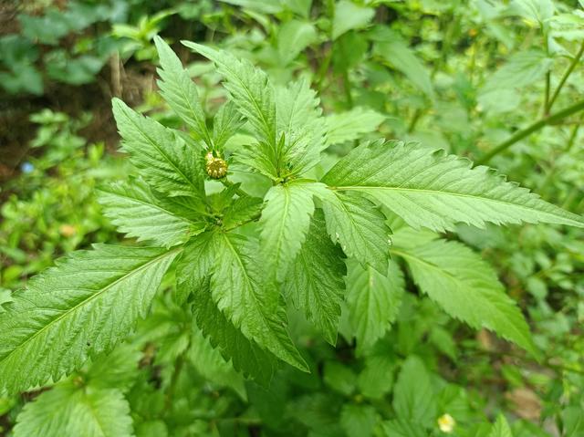 一包针草药的图片(一包针草药的图片欣赏)