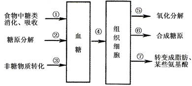 血氨(血氨的来源与去路)