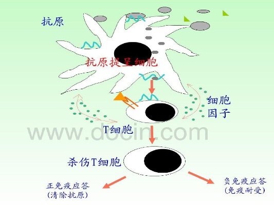 免疫抑制(免疫抑制剂有哪些药)