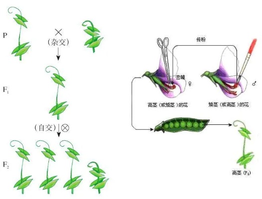 两性花杂交实验流程(两性花杂交实验流程视频)