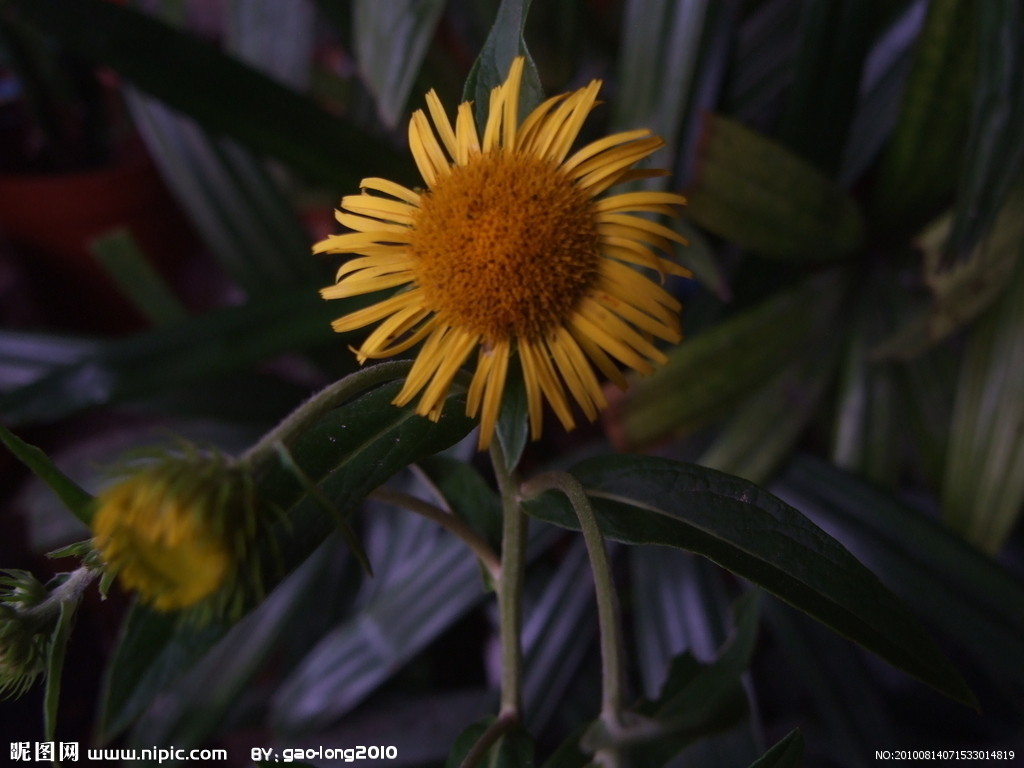 两性花和杂兴花(两性花植物有性杂交技术实验)