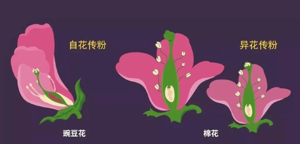 草莓花是单性花还是两性花(草莓花是单性花还是两性花?)