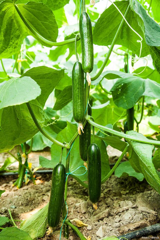 蔬菜花是两性花(菜花属于蔬菜)