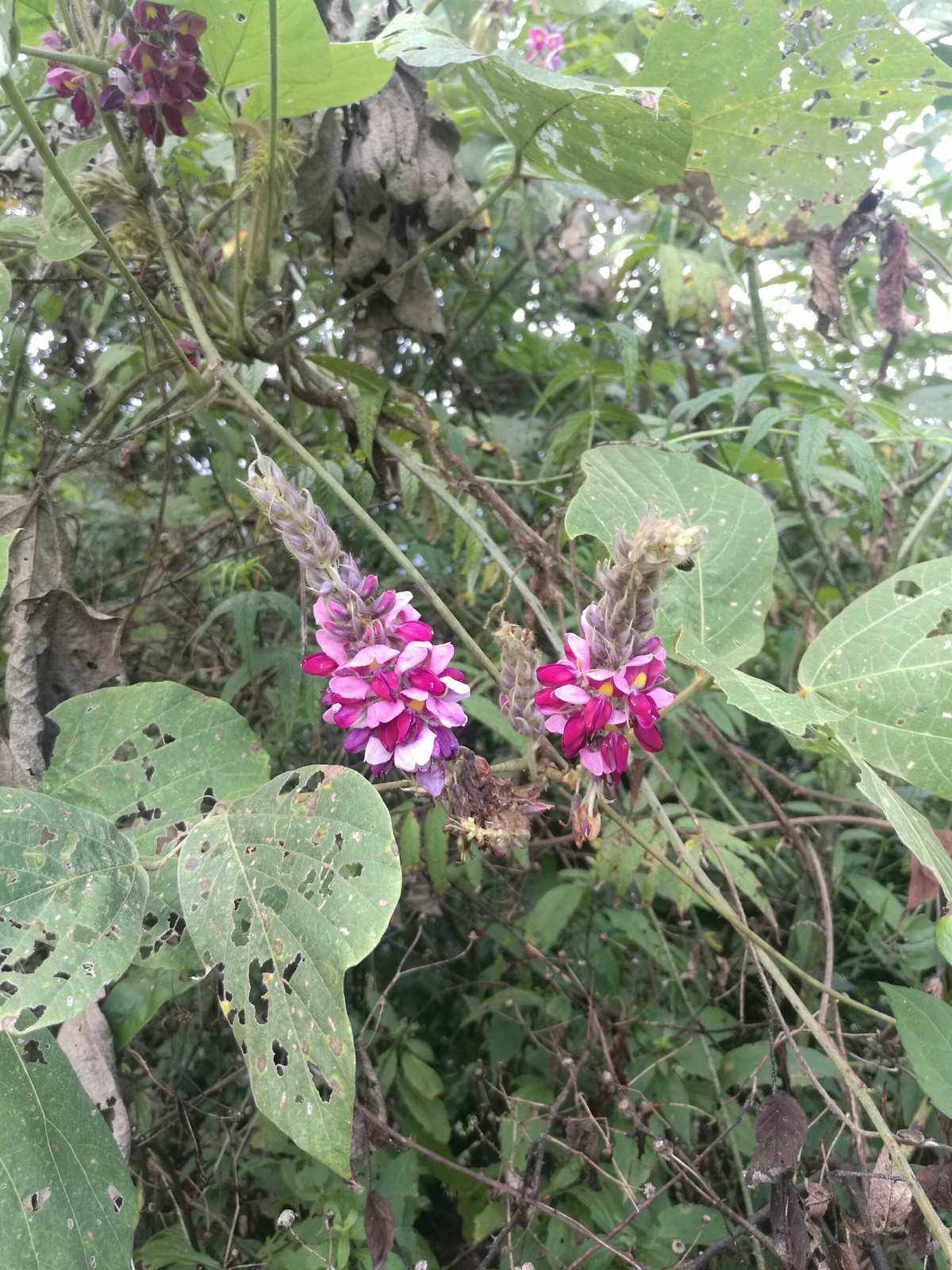 葛花(葛花图片)