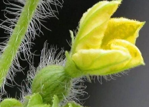 雌花雄花两性花的图片(雌花雄花的区别)