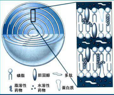 两性霉素b提取工艺(霉菌的症状和图片)