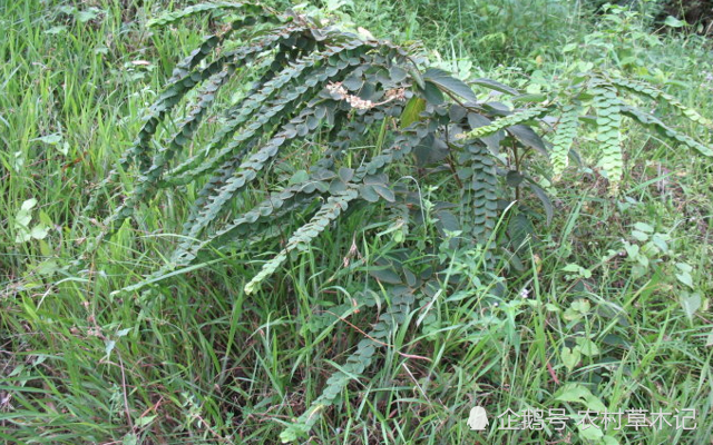 排钱草(排钱草的功效)