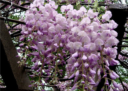 紫藤花是两性花吗(紫藤是单性花还是两性花)