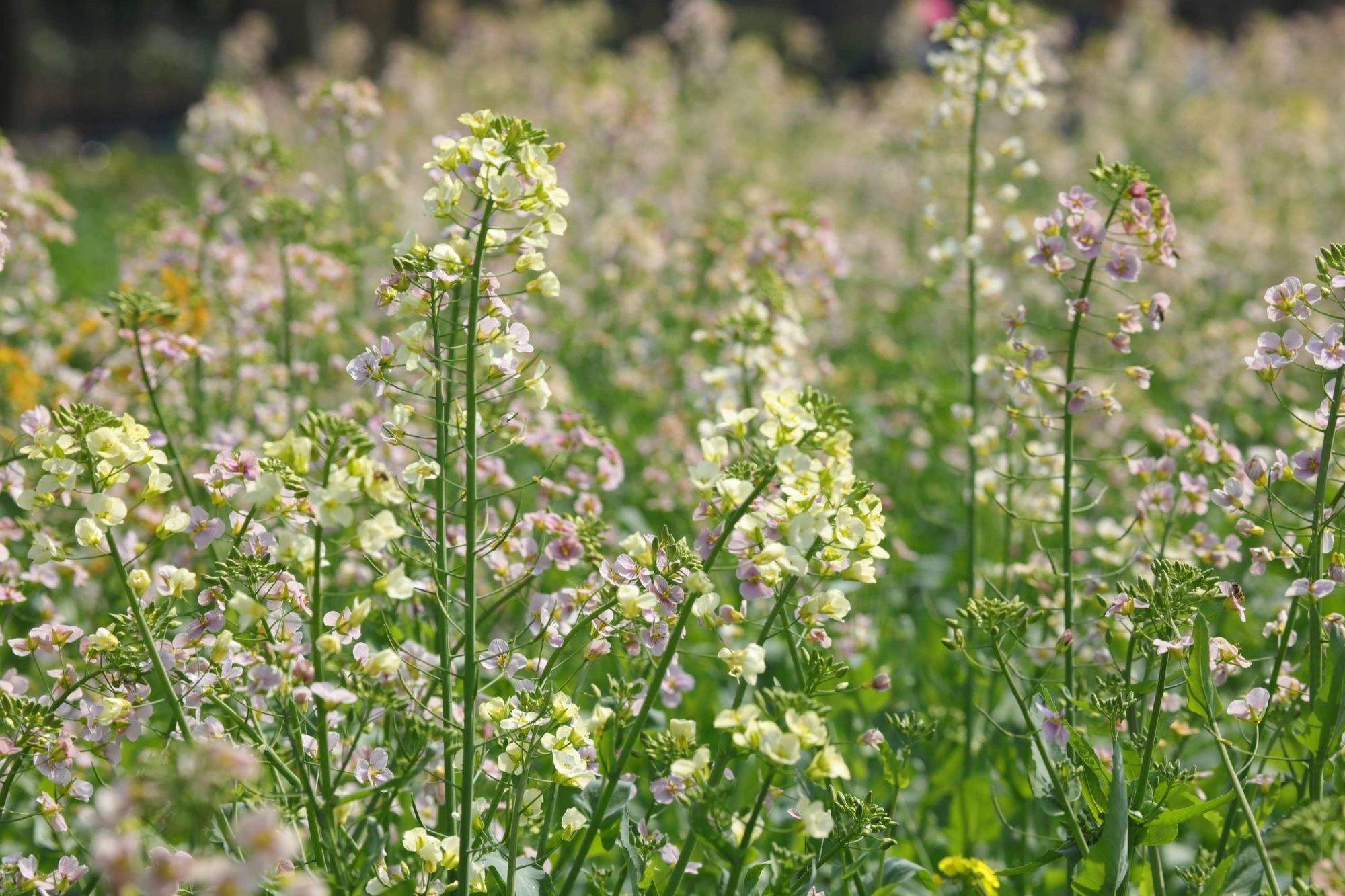 油菜花两性生殖吗(油菜花是单性还是两性)