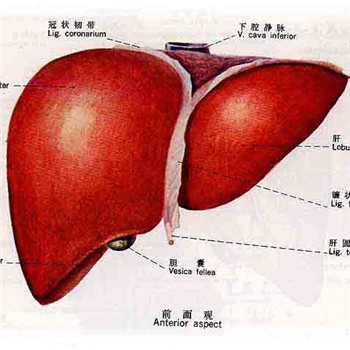 肝病小三阳的症状(小三阳一般寿命多长肝硬化)