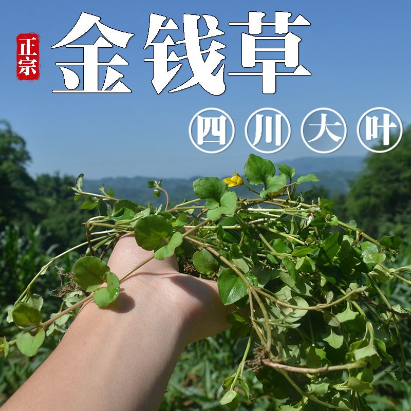 金钱草片(金钱草片一次吃几个)