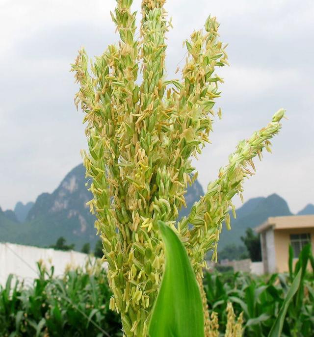 水稻是两性花可进行(水稻花是不是两性花)