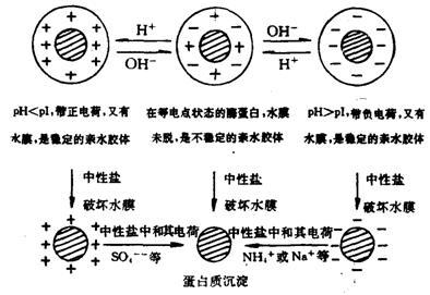 两性不溶物的定义(两性不溶物的化合物)