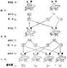 两性人生殖器长什么样(两性生殖细胞是指什么细胞)