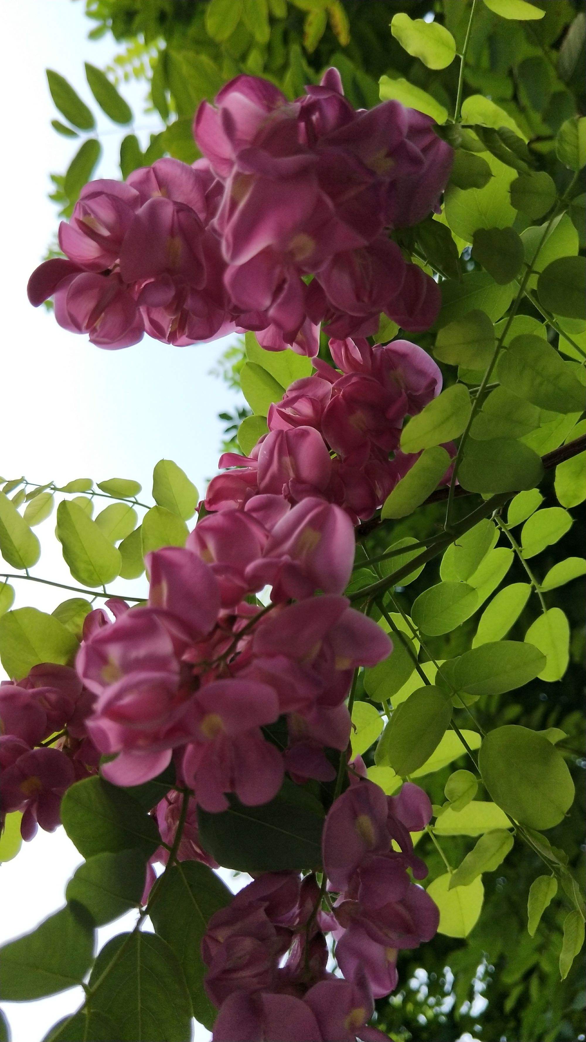 江南槐花是两性花吗(江南槐花是两性花吗图片)