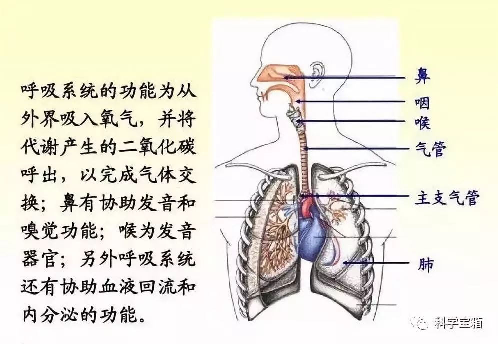 人体呼吸系统的组成是(人体呼吸系统组成包括什么)