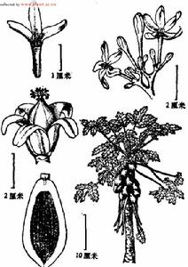 两性花结构的功能(两性花结构图简笔画)