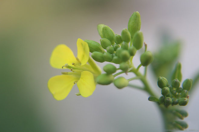 油菜花是不是两性植物(油菜花是不是双性花)