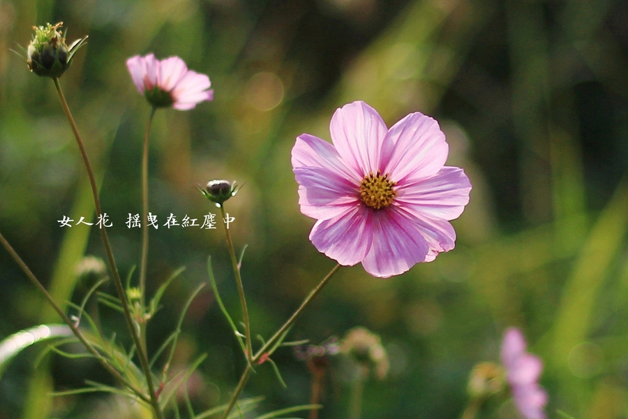 用各种花来形容女人(用各种花来形容女人的美貌)