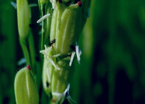 青菜是两性花吗(青菜花是单性花还是双性花)