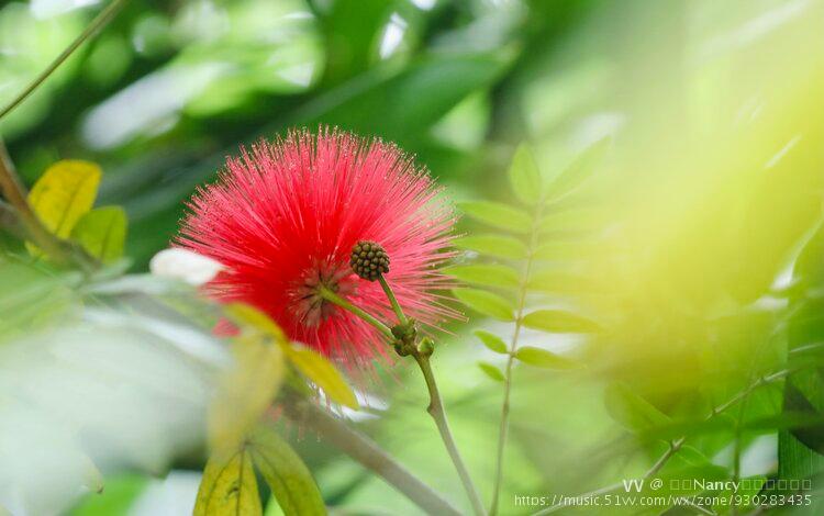 两性花有几种颜色组成(两性花有几种颜色组成的)