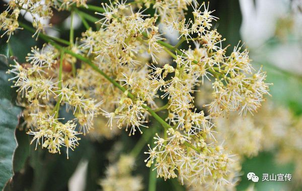 雄性植株开两性花(雄性花能不能结出果实)