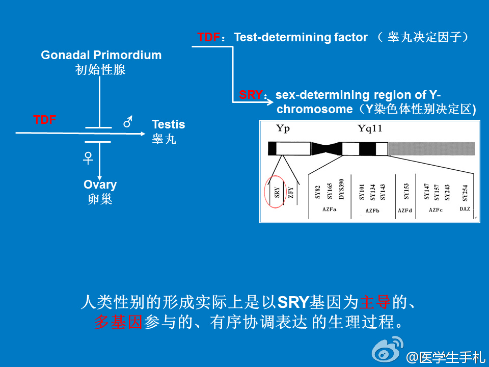 两性畸形如何生存下去(两性畸形如何生存下去呢)